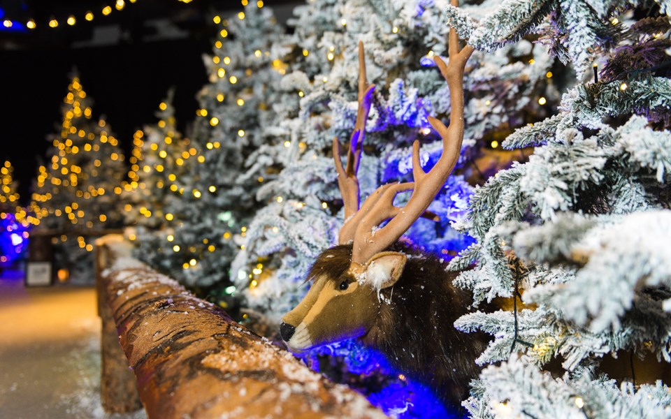 A Magical Christmas Experience Reindeer