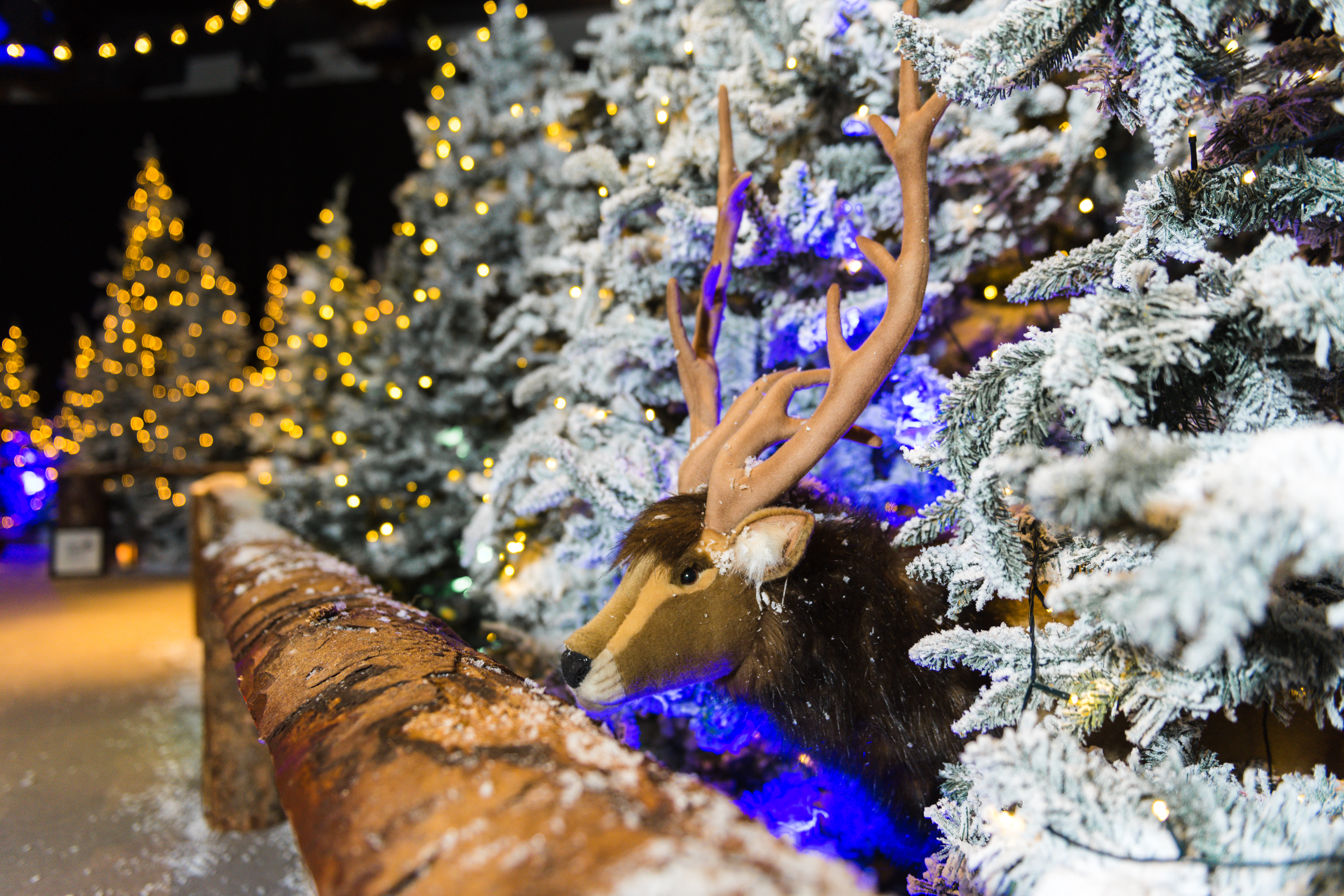 A Magical Christmas Experience Reindeer