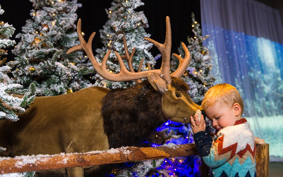 A Magical Christmas Experience Reindeer and Reuben Cowan